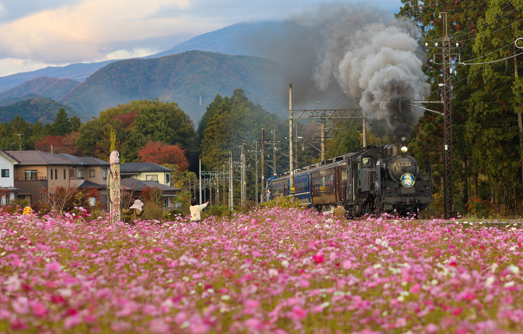 コスモスと蒸気機関車　日光鬼怒川線沿い　SL花畑