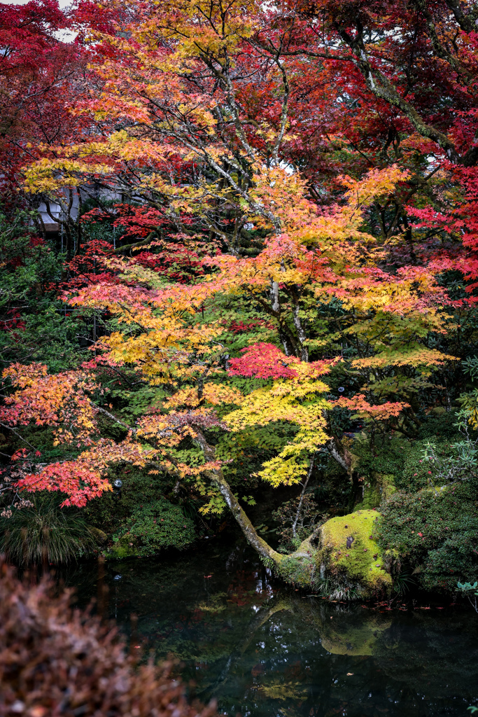 日光　輪王寺　逍遥園の錦の紅葉