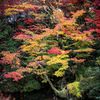 日光　輪王寺　逍遥園の錦の紅葉