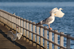 鳥の社会　威嚇2！！　追い出された2羽目のコサギ