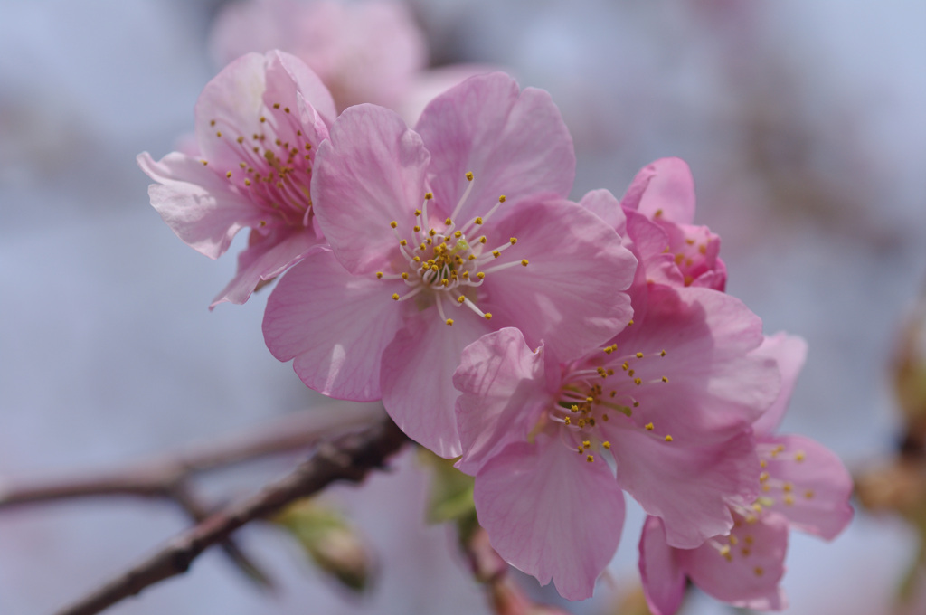今年は一際花が大きいと皆が言う　河津桜＠浦安