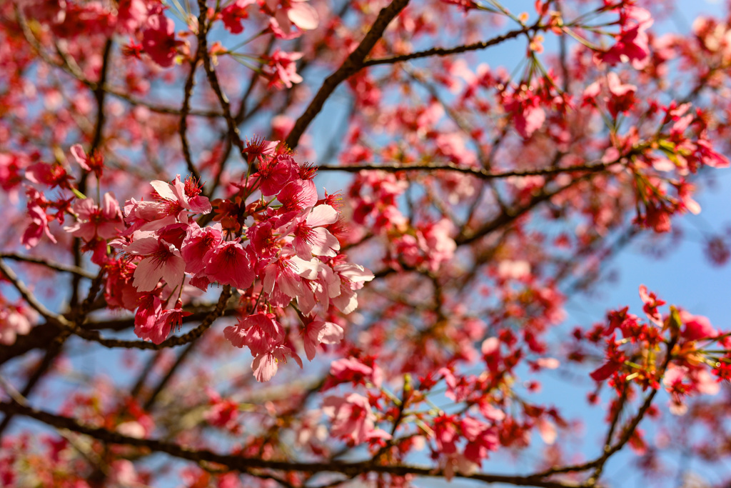 桜シーズン振り返り　河津桜最終章