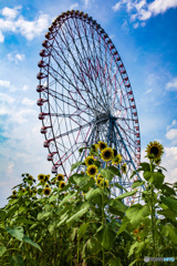 夏空に　ひまわり背伸び　観覧車