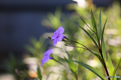 秋を感じる花の色