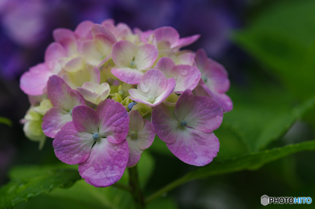 雨上がり、濡れた紫陽花　4