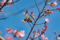 河津桜の蜜は甘〜いぞ　どこまでも吸うメジロさん