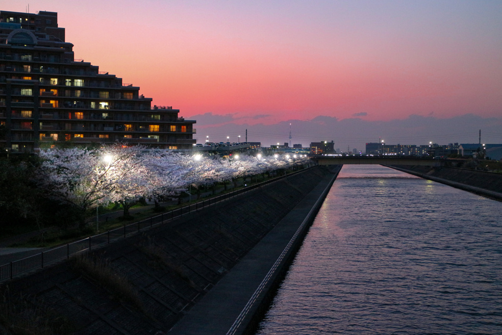 桜シーズン振り返り　浦安境川沿い夕桜　補正あり
