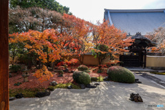 京都紅葉の訪問　妙顕寺　お庭
