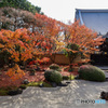 京都紅葉の訪問　妙顕寺　お庭
