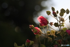 芙蓉の季節が始まりそうです