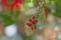 ブラシの木の花　咲き始めは、こんな感じ