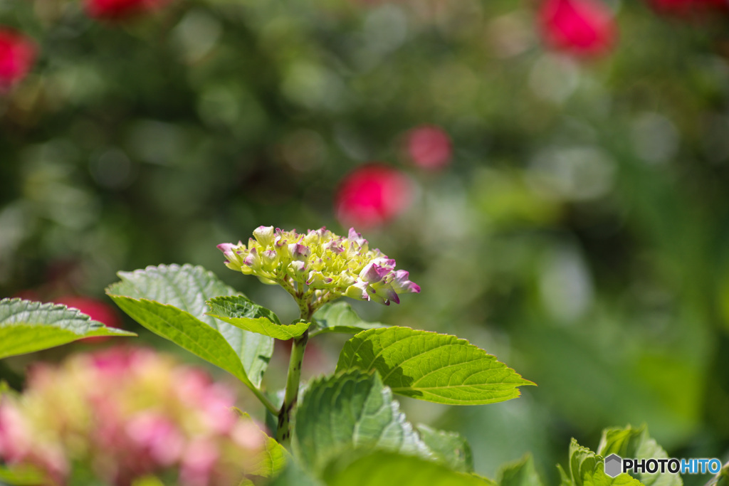 紫陽花　輝く薔薇を背景に