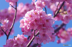 近所の桜？　が咲きました