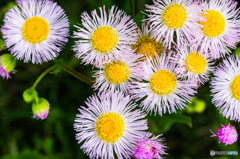 小さな花の大きな華やかさ　ハルジオン
