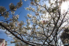 桜シーズン　振り返り　春分オオシマザクラ咲く