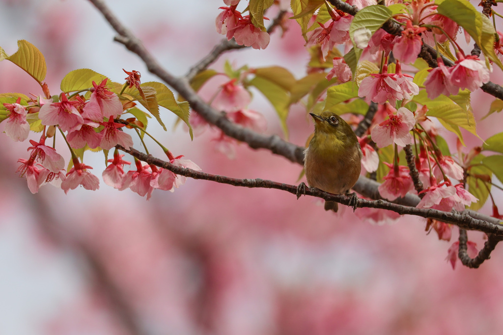 メジロと河津桜　バックはピンクで