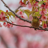 メジロと河津桜　バックはピンクで