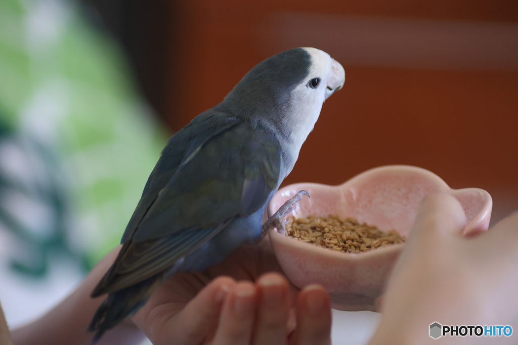 手乗りインコ　ホワイトフェイス