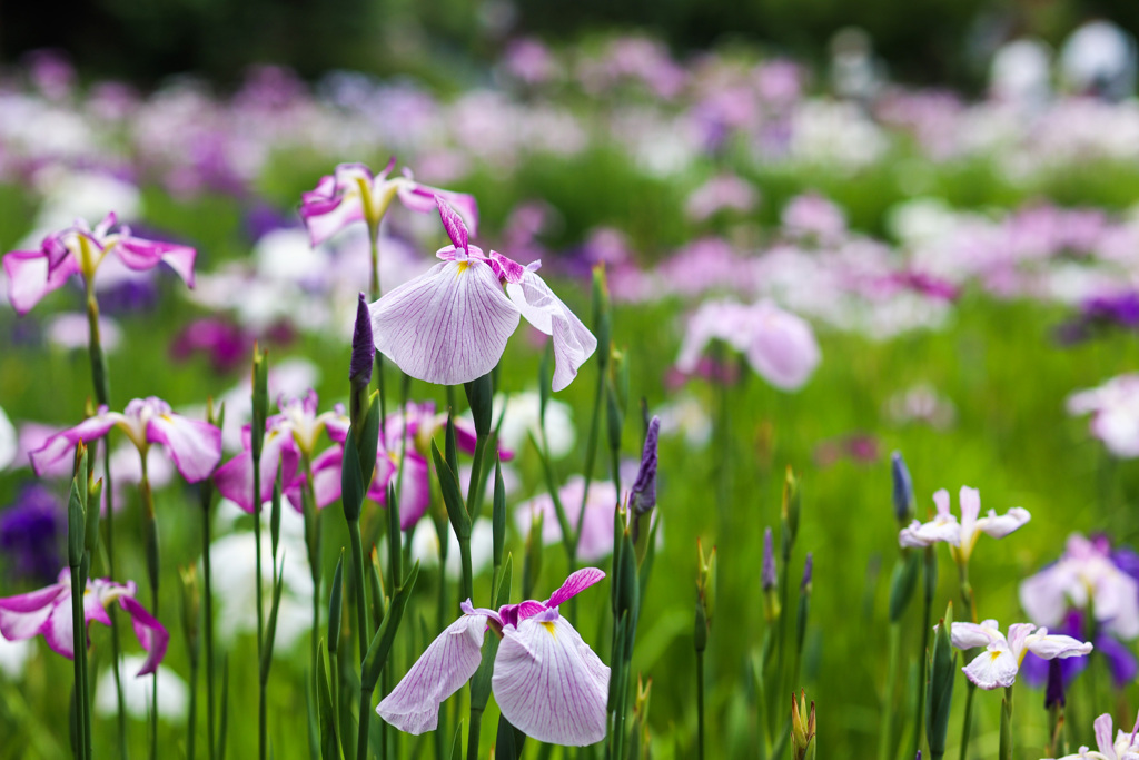 色とりどり　花菖蒲