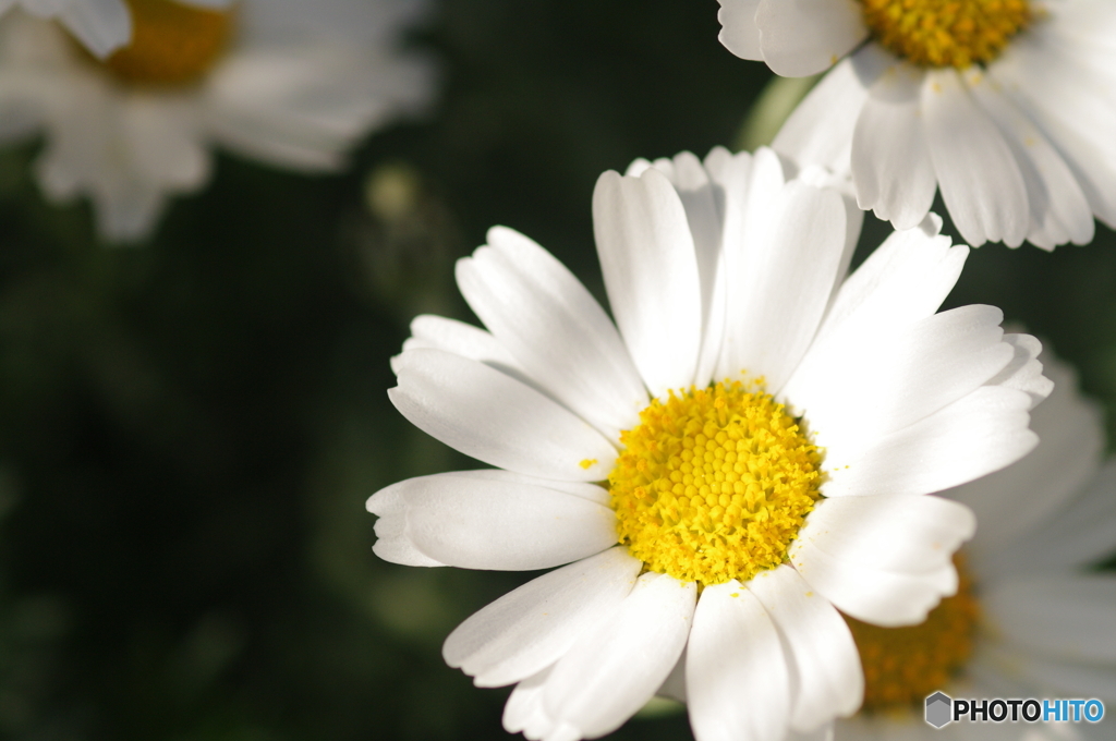 マーガレット咲く　セキセイインコの思い出と共に