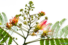 ネムの木の花