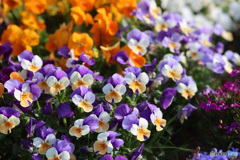 春を喜ぶ笑顔の花たち