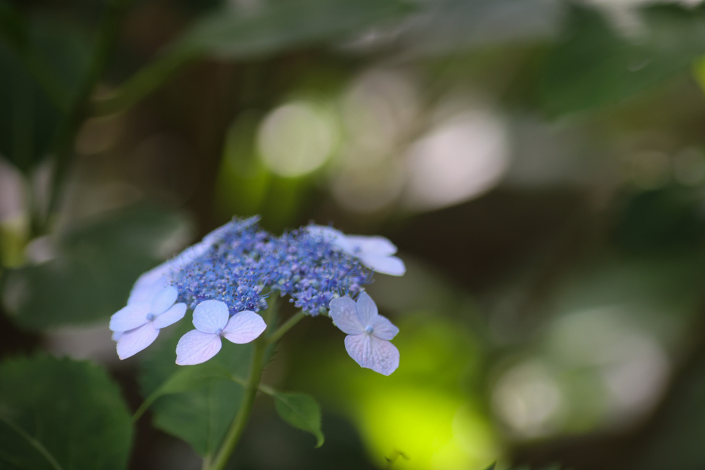 額紫陽花が、あじさいの原種だそうで