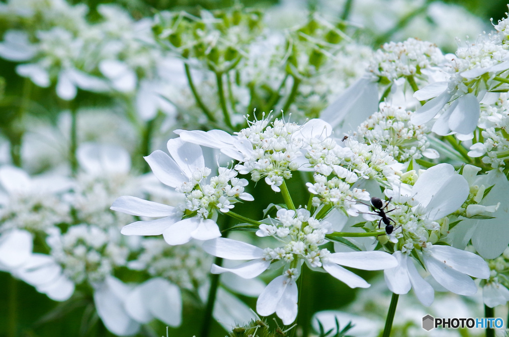 レース編み手芸の世界に大きなアリが出現　オルレアの花