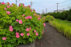 旧堤防の上に出来た芙蓉の小道