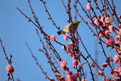 紅梅にウメジロー　その2 目線の先は