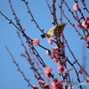 紅梅にウメジロー　その2 目線の先は