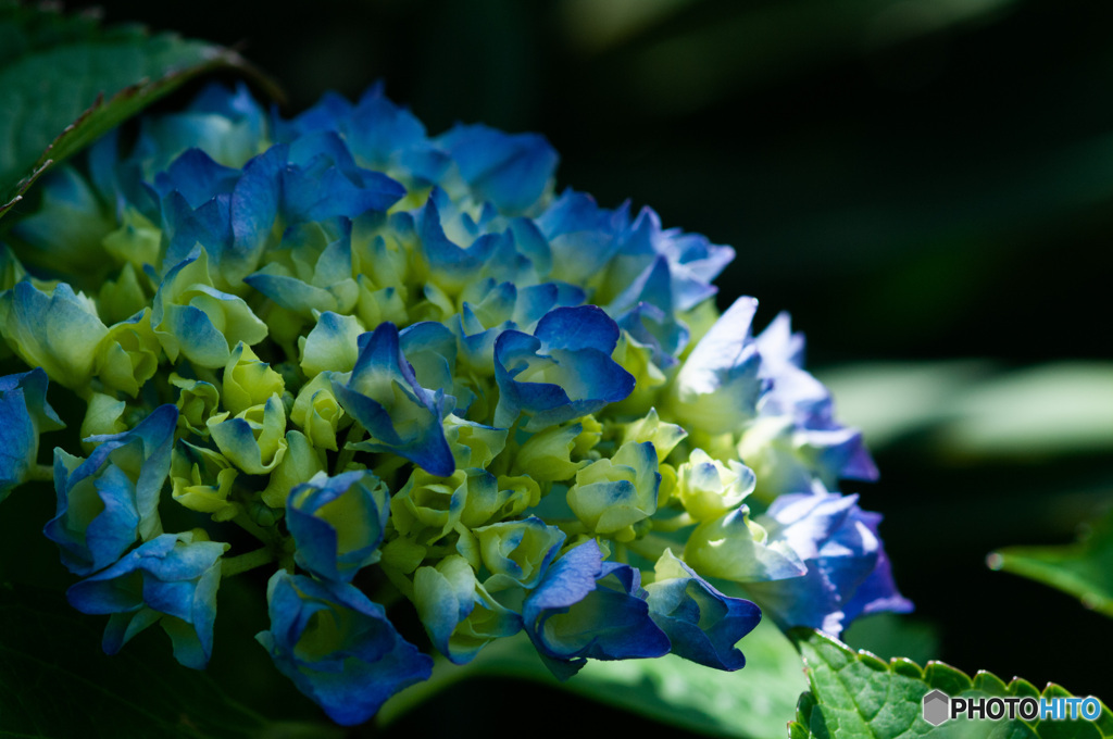 梅雨入り前の紫陽花　2