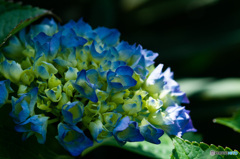 梅雨入り前の紫陽花　2