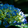 梅雨入り前の紫陽花　2