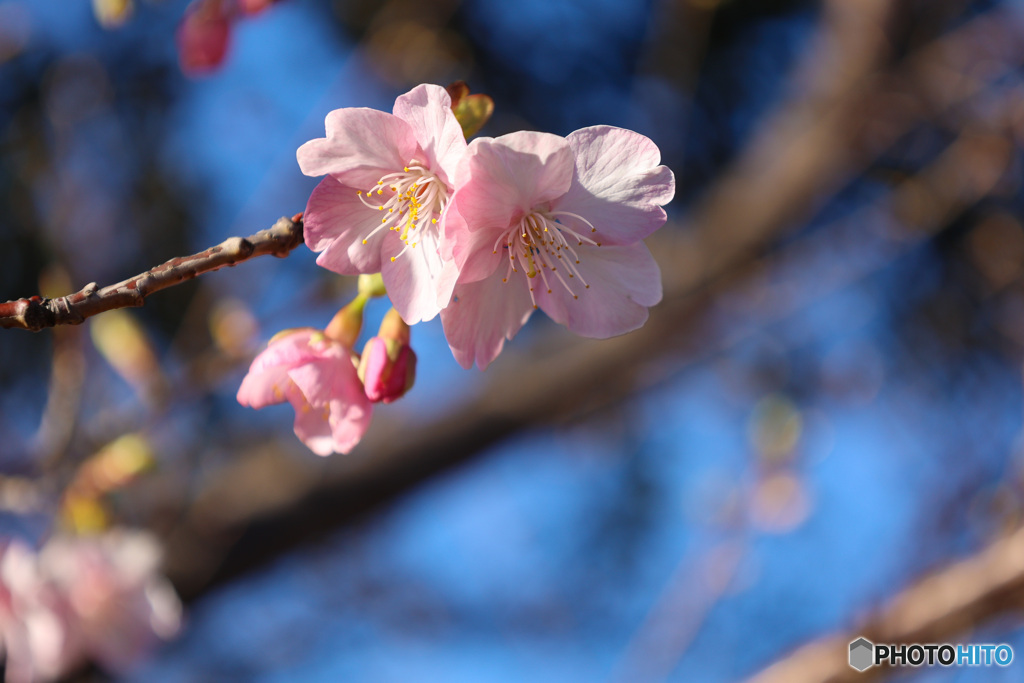 河津桜が咲き始め