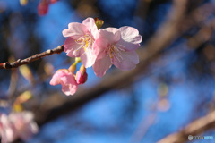 河津桜が咲き始め