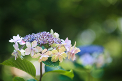 同じ額紫陽花　水分あり