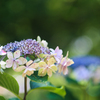 同じ額紫陽花　水分あり