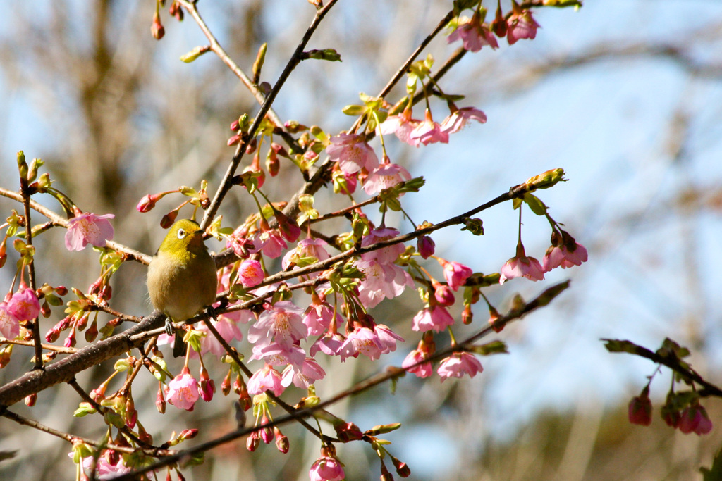 咲きはじめの河津桜をついばむメジロ