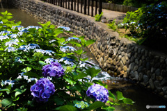 親水公園の紫陽花