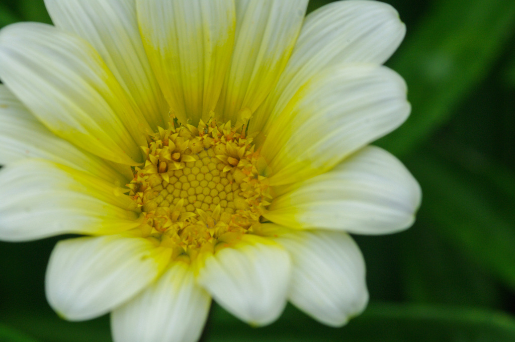 花の中に咲く黄色い花たち