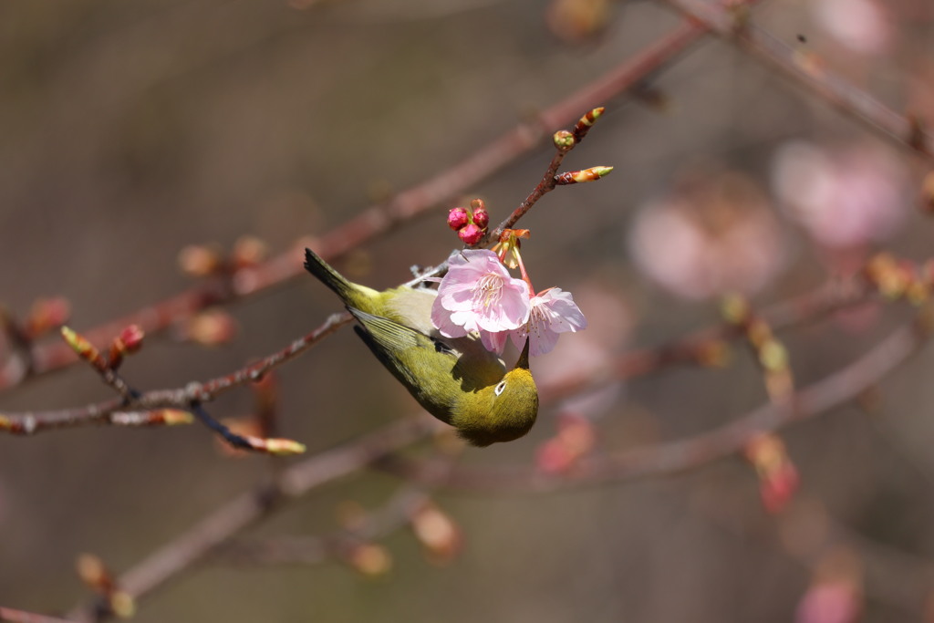河津桜と戯れるメジロ　その4