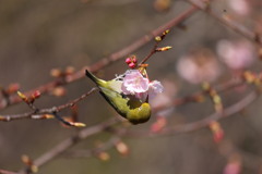 河津桜と戯れるメジロ　その4