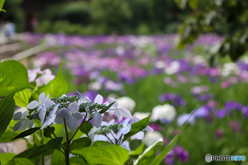 あやめから紫陽花の季節へ　本土寺にて