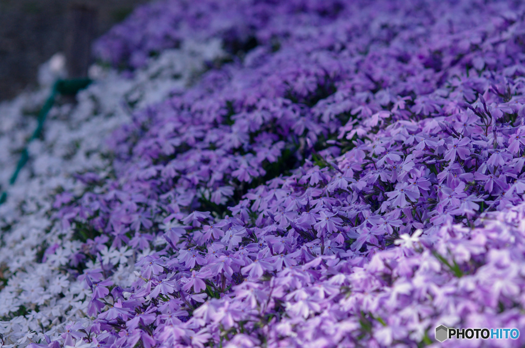 サクラに飽きたら芝桜