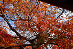 京都　妙顕寺　モミジの続き