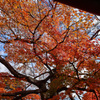 京都　妙顕寺　モミジの続き