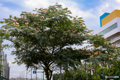 咲き進みました、風にゆれるネムの木の花