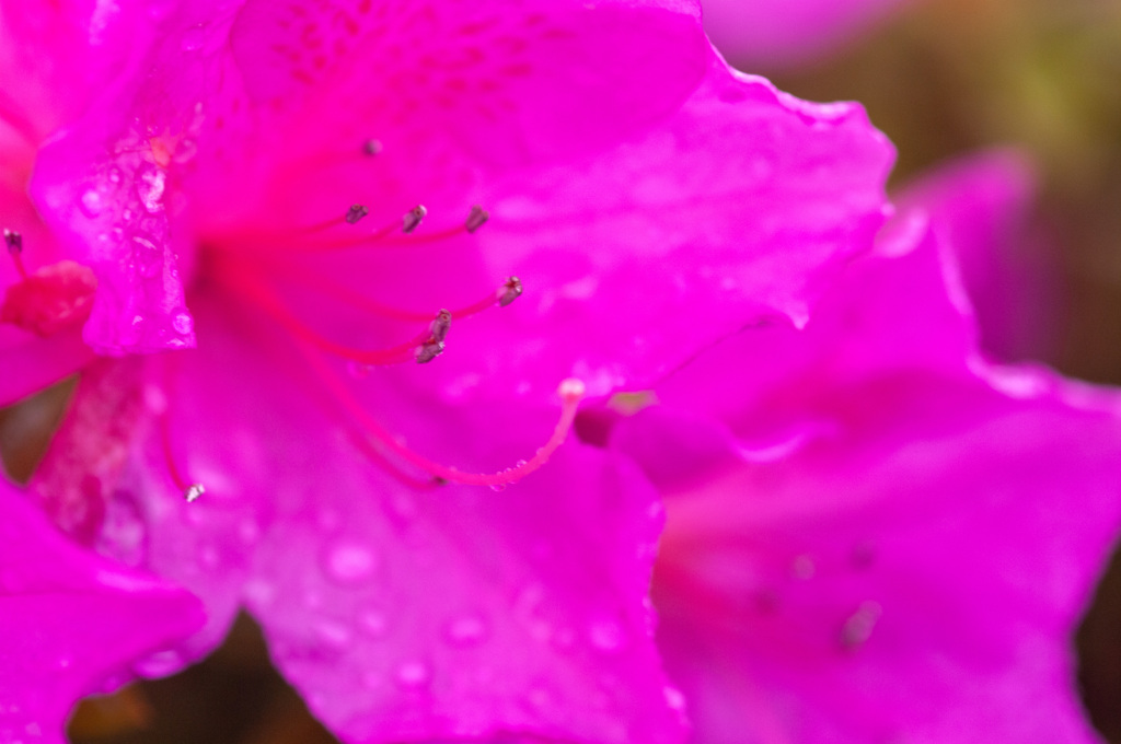 GW初日　雨の中のツツジ　その2