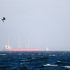 強風の東京湾　急降下するカモメ